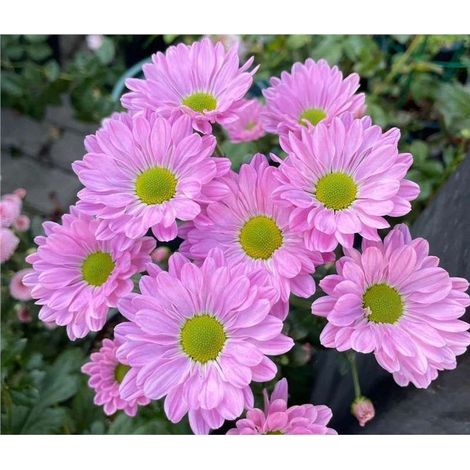 2000 Graines de petites marguerites roses – Floraison Abondante – Non-OGM – Convient pour le jardin, le balcon et les pots – Décoration de jardin extérieure – Prairie de fleurs sauvages (1/3)