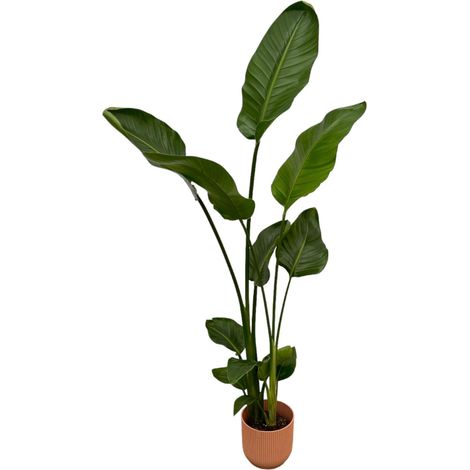 Strelitzia Nicolai Oiseau du Paradis Blanc avec Pot Rose - Plante d'Intérieur - 100 cm - Ø18 cm - PANGIVO