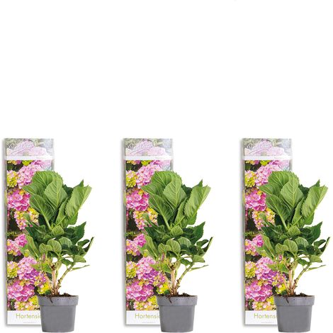 Bloomique - Lot de 3 - Hydrangea Macrophylla Early Pink - Hortensia - Hortensia commun - Plantes de jardin - Rustique - Hauteur 20-30 cm - Pot 10,5 cm