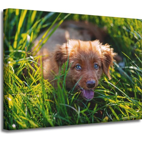 Leinwanddruck „Tiere: Hund im Gras“, 40 x 30 cm