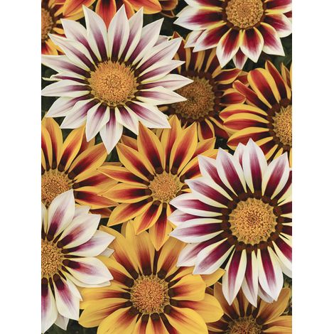 Gazanie 'New Day Tiger Stripe mix' le sachet de 50 graines (0,1g) (1/2)