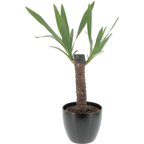 Yucca - H 50-60 cm Vaso da Coltura Ø 14 cm (1/4)