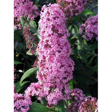Arbre aux papillons 'Pink Delight' Godet de 8/9 cm (1/4)