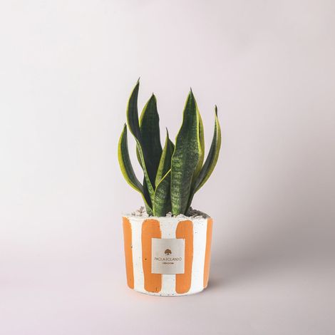 Sansevieria Millerighe en pot en ciment décoré à la main - Orange