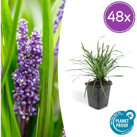 Lot de 48 Liriope muscari 'Big Blue' Couvre-sol Persistant Fleurs Violettes 10-25 cm Pot Ø 9 cm - PANGIVO (1/5)