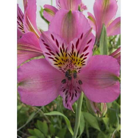 Lis des Incas 'Duc d'Anjou Charles' Godet de 8/9 cm