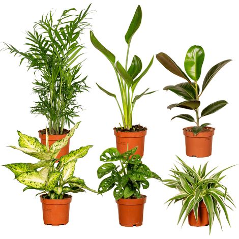 Lot de 6 Plantes d'Intérieur Variées en Boîte Surprise - Ø 12 cm - Hauteur 25 cm - PANGIVO (1/5)