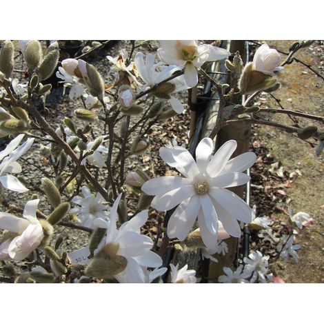PIANTA DI MAGNOLIA STELLATA A CESPUGLIO V.24 alt.70/80 CM  (foto reale)