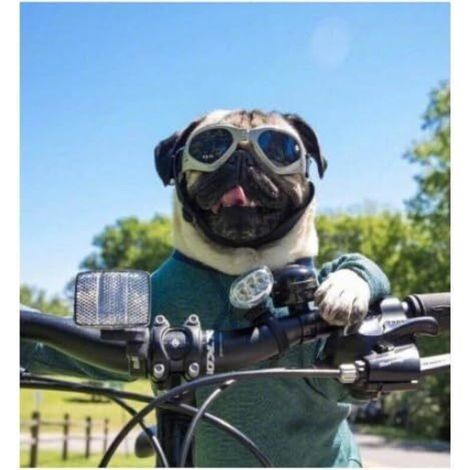 Lunettes pliables pour animaux de compagnie Protection contre le vent et les UV, lunettes recommandées par les vétérinaires Blanc