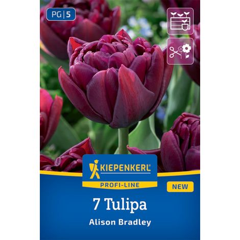 Kiepenkerl Herbstblumenzwiebel Tulpen Alison Bradley 7 Stück (1/2)