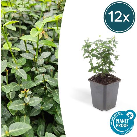 Lot de 12 Fusains rampants Euonymus fortunei radicans Couvre-sol Persistant 10-25 cm Pot Ø 9 cm - PANGIVO (1/5)