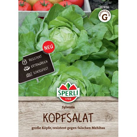 Sperli Kopfsalat Sylvesta - Gemüsesamen (1/2)