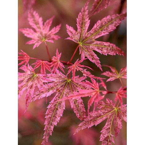 Érable du Japon 'Phoenix' Pot de 2L/3L