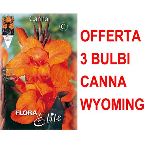 OFFERTA 3 BULBI CANNA BROWNLEAVED WYOMING BULBS BULBES