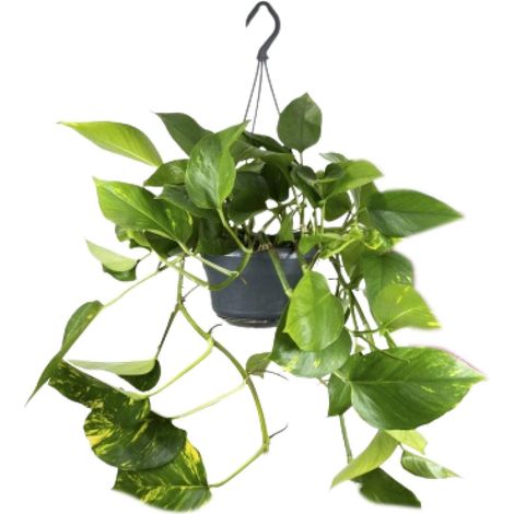 Epipremnum Aureum - Plante Verte d'Intérieur Pothos - Pot Ø 15 cm - Hauteur 25 cm - PANGIVO