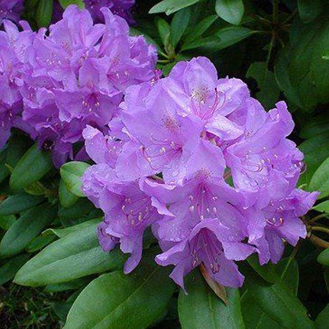 Rhododendron 'Cat. Grandiflorum' 'Catawbiense' grandiflorum -