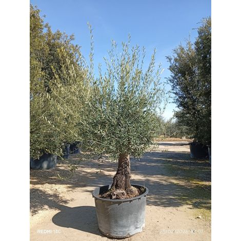 OLEA EUROPAEA ALB.110 1/2 FUSTO CRF.60/80 CORATINA Lt.375 (1/4)