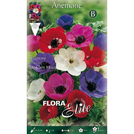 ANEMONE DE CAEN MIX (CONFEZIONE DA 20 BULBI)