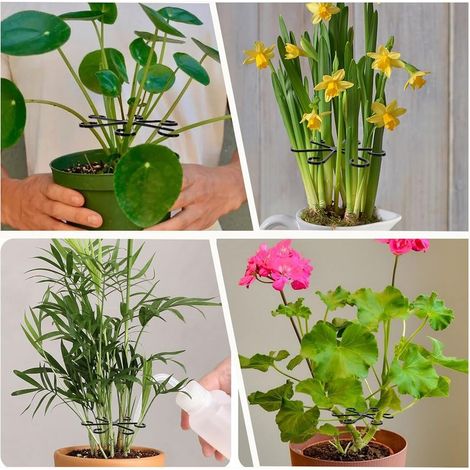 4 Pflanzenstützen, Stützen für mehrjährige Pflanzen, Stängelstützen, Pflanzenstützenclips für Monstera und Alocasia (4) (1/4)