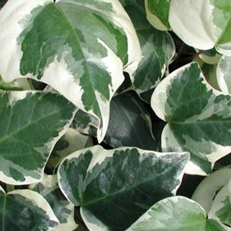 Lierres des canaries 'Gloire De Marengo' - 50-60 cm pot (1/4)