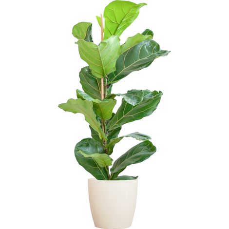 Ficus Lyrata Plante d'Intérieur avec Pot Blanc Biodégradable - Hauteur 80 cm - Ø21 cm - PANGIVO (1/5)