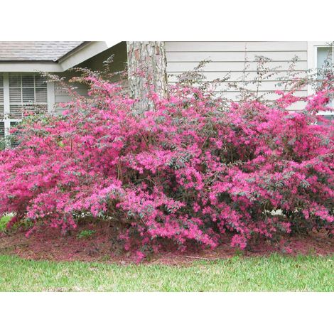 LOROPETALUM VASO 21CM