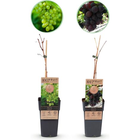Lot de 2 Vignes Vitis vinifera Himrod & Vanessa Sans Pépins Raisins Blanc et Bleu Pot 15 cm H50 cm - PANGIVO (1/4)