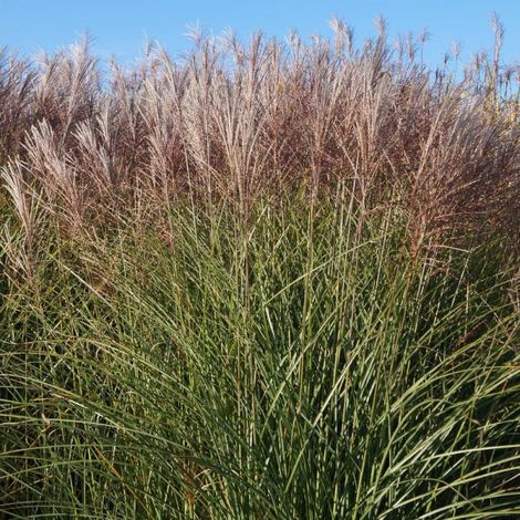 Miscanthus sinensis 'Gracilinus' – Roseau de Chine – Hauteur 1,5m – Feuillage vert vif – Rustique et résistant à la sécheresse