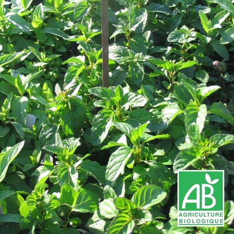 Menthe Bergamote BIO/Godet