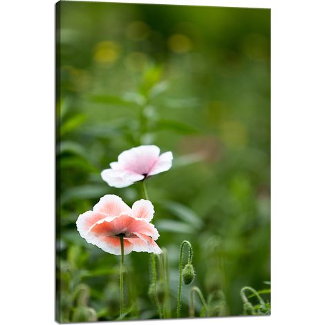 Leinwanddruck Botanik Mohnblumen 40x60 cm