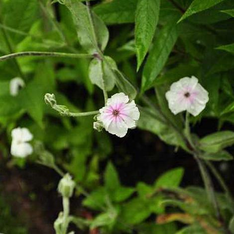 4 x Lychnis coronaria 'Alba' - godet 9x9 cm