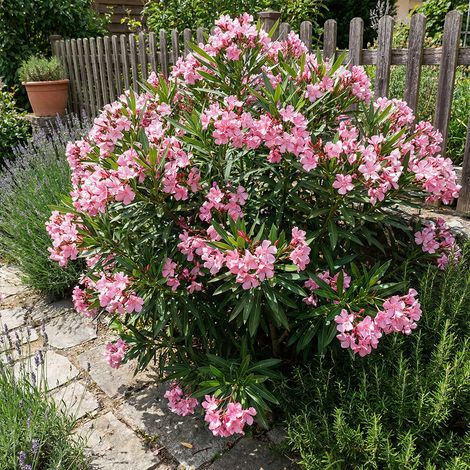 Bloomique - Laurier-rose (Nerium oleander) - Fleurs roses - Plantes jardin - Plantes terrasse - Hauteur 80-100 cm - Pot 26 cm