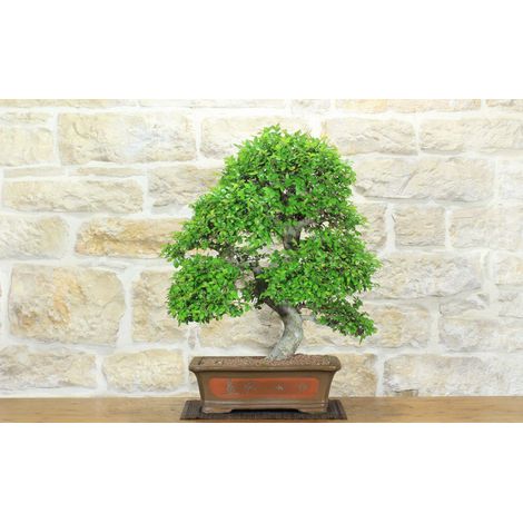 Bonsai di Olmo Cinese (152) (1/5)