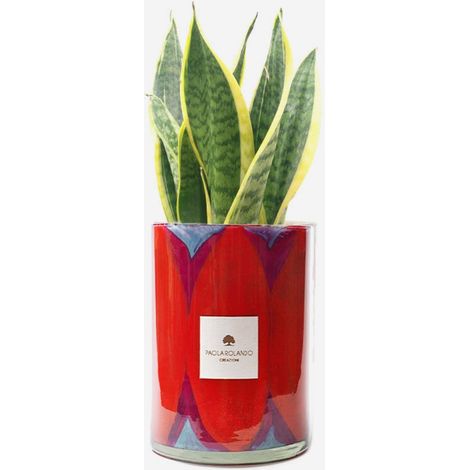 Sansevieria en pot de verre décoré à la main Diamante H 15 - Rouge
