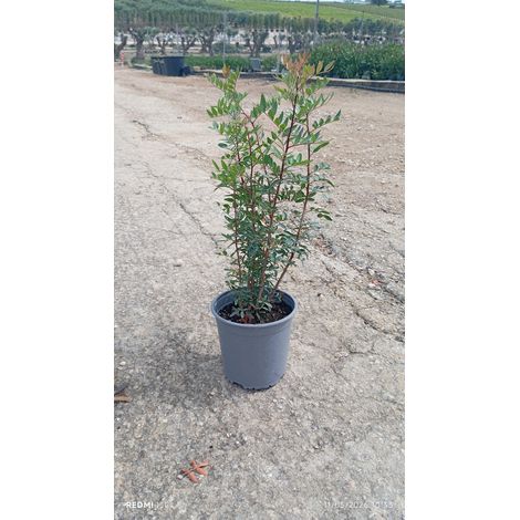 Lentisque Pistacia Lentiscus Buisson 17 cm Plante Méditerranéenne Persistante