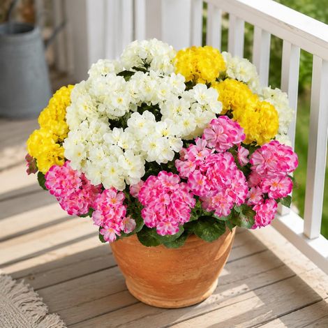 6 Fleurs Géranium Soie Extérieur UV Résistant (1/5)