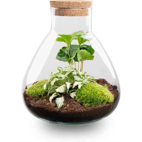 Kit Terrarium Plante DIY Sammie Coffea Arabica et White Tiger Écosystème Fermé Ø 22,5 x 27 cm - PANGIVO (1/3)