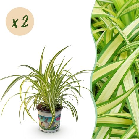 Lot de 2 Chlorophytum comosum Variegatum Plante d'intérieur Herbe à chat Panaché Pot 12cm 25-30cm - PANGIVO (1/5)
