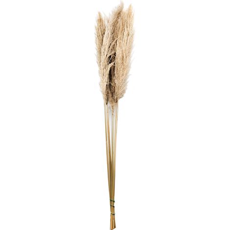 Hierba de la Pampa natural - 120 cm - ramo de 5