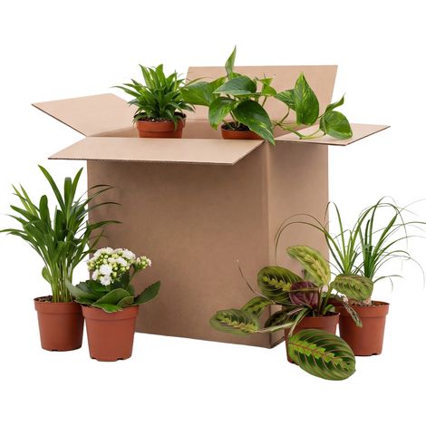 Bloomique - Assortiment de 6 - Coffret Seconde Chance - Coffret Surprise Durable - Plantes d'intérieur - Hauteur 20-40 cm - Pot 12 cm