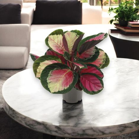 Gardenaria Calathea roseopicta 'Rosy' - Pianta da interno ornamentale - Altezza: 45 cm (vaso 14) (1/5)