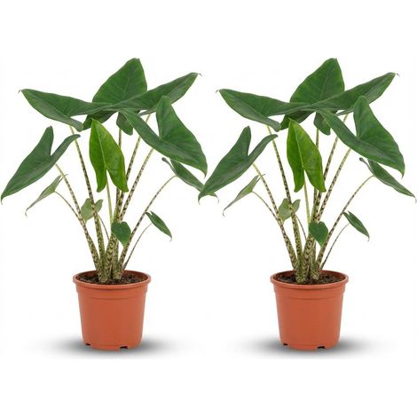 Alocasia Zebrina Oreille d'Éléphant - Lot de 2 Plantes d'Intérieur Décoratives - Ø 21 cm - 70-75 cm - PANGIVO (1/4)