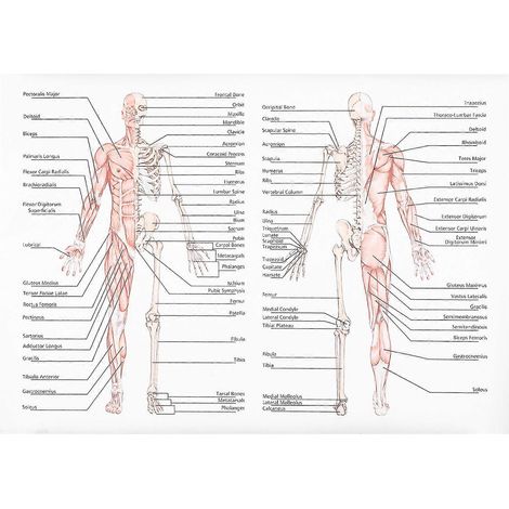 affiche d'anatomie humaine : illustration pédagogique des muscles squelettiques.-70X50CM