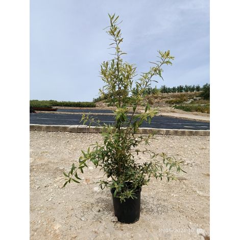OLEA EUROPAEA TOUFFE 24 CYPRES Lt.7 (1/4)