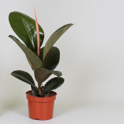 Ficus Elastica Robusta Plante d’Intérieur Feuillage Large Vert Pot 12 cm Hauteur 35 cm - PANGIVO