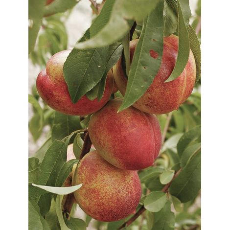 Brugnonier nain 'Garden Beauty' Pot de 6L/7L, Nain, Tige de 40 cm (1/2)