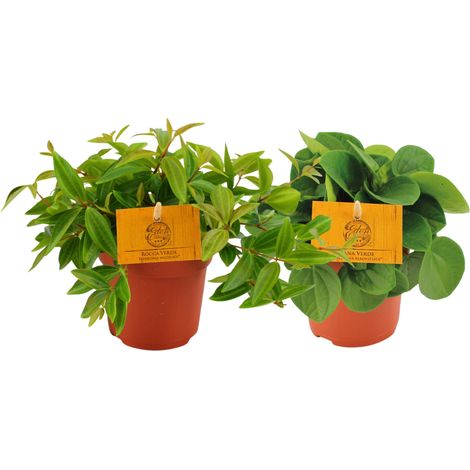 Peperomia Duo Lot de 2 Plantes d'Intérieur Décoratives Vertes Ø10,5 cm Hauteur 15 cm - PANGIVO