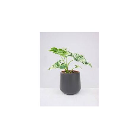 Syngonium MOTTLED plante en pot 12cm photos réelles