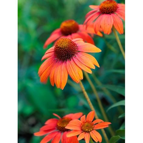 Rudbeckia pourpre 'Julia' Godet de 8/9 cm (1/2)