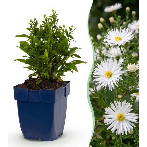 Lot de 12 Asters Schneekissen Plantes Vivaces Fleurs Blanches Mellifères Bordures Pot 11 cm - PANGIVO (1/5)